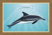 ΡΙΝΟΔΕΛΦΙΝΟ - Καμβάς