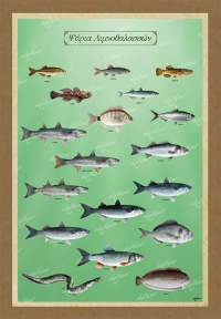 ΨΑΡΙΑ ΛΙΜΝΟΘΑΛΑΣΣΩΝ - Καμβάς