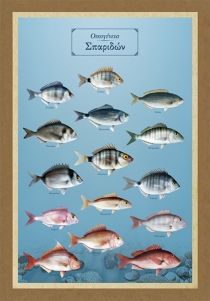 Οικογένεια Σπαριδών - Καμβάς