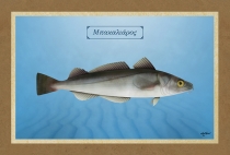 ΜΠΑΚΑΛΙΑΡΟΣ - Καμβάς