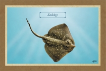 ΣΑΛΑΧΙ - Καμβάς