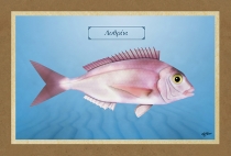 ΛΥΘΡΙΝΙ - Καμβάς