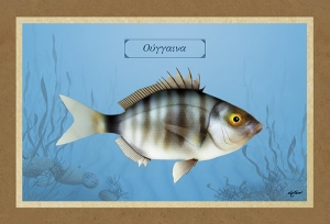 ΟΥΓΓΑΙΝΑ - Καμβάς