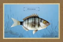 ΟΥΓΓΑΙΝΑ - Καμβάς