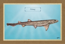 ΓΑΤΟΣ - Καμβάς