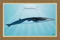 ΠΤΕΡΟΦΑΛΑΙΝΑ - Καμβάς