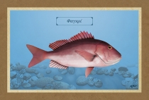 ΦΑΓΚΡΙ - Καμβάς