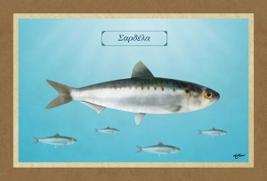 ΣΑΡΔΕΛΑ - Καμβάς