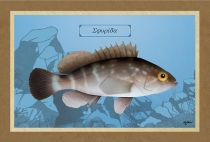 ΣΦΥΡΙΔΑ - Καμβάς