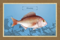 ΜΠΑΛΑΣ - Καμβάς