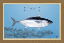 ΤΟΝΟΣ - Καμβάς