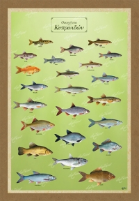 Οικογένεια Κυπρινιδών - Καμβάς