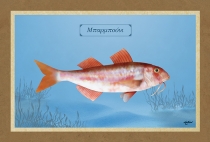 ΜΠΑΡΜΠΟΥΝΙ - Καμβάς