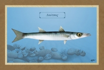 ΛΟΥΤΣΟΣ - Καμβάς