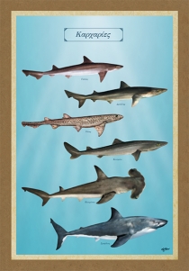 ΚΑΡΧΑΡΙΕΣ - Καμβάς