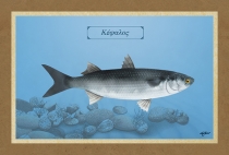 ΚΕΦΑΛΟΣ - Καμβάς