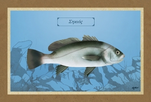 ΣΗΚΙΟΣ - Καμβάς