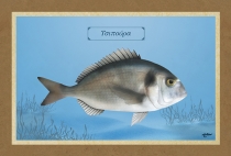 ΤΣΙΠΟΥΡΑ - Καμβάς