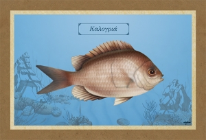 ΚΑΛΟΓΡΙΑ - Καμβάς