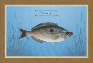 ΤΣΕΡΟΥΛΑ - Καμβάς