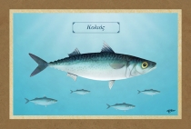 ΚΟΛΙΟΣ - Καμβάς