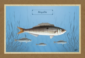 ΜΑΡΙΔΑ - Καμβάς