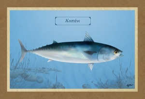 ΚΟΠΑΝΙ - Καμβάς