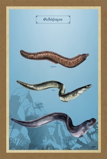 ΦΙΔΟΨΑΡΑ - Καμβάς