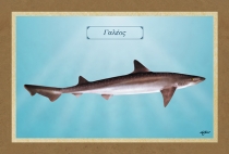 ΓΑΛΕΟΣ - Καμβάς