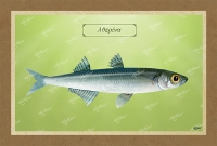 ΑΘΕΡΙΝΑ - Καμβάς