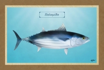 ΠΑΛΑΜΙΔΑ - Καμβάς