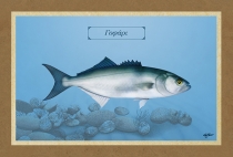 ΓΟΦΑΡΙ - Καμβάς