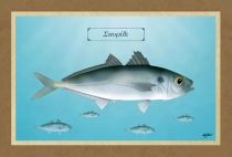 ΣΑΥΡΙΔΙ - Καμβάς