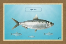 ΦΡΙΣΣΑ - Καμβάς