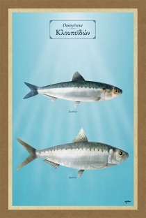 Οικογένεια Κλουπεϊδών - Καμβάς