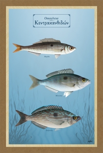 Οικογένεια Κεντρακανθιδών - Καμβάς