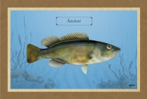 ΧΕΙΛΟΥ - Καμβάς