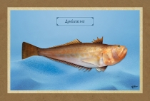 ΔΡΑΚΑΙΝΑ - Καμβάς