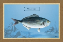 ΜΕΛΑΝΟΥΡΙ - Καμβάς