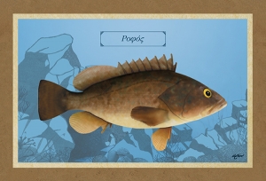 ΡΟΦΟΣ - Καμβάς