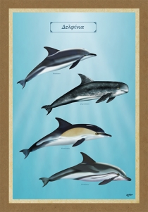 ΔΕΛΦΙΝΙΑ - Καμβάς
