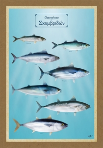 Οικογένεια Σκομβριδών - Καμβάς