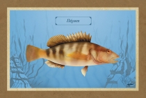 ΠΕΡΚΑ - Καμβάς