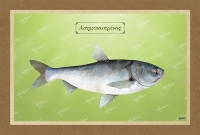 ΑΣΗΜΟΚΥΠΡΙΝΟΣ - Καμβάς