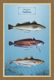 Οικογένεια Γαδιδών - Καμβάς