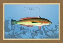 ΓΥΛΟΣ - Καμβάς